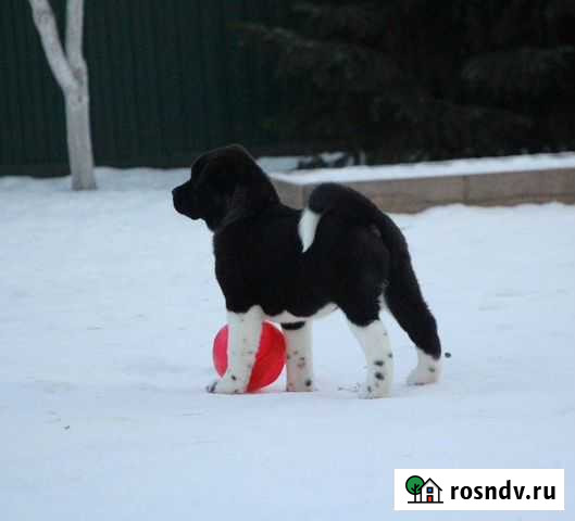 Американская акита щенок Москва - изображение 1