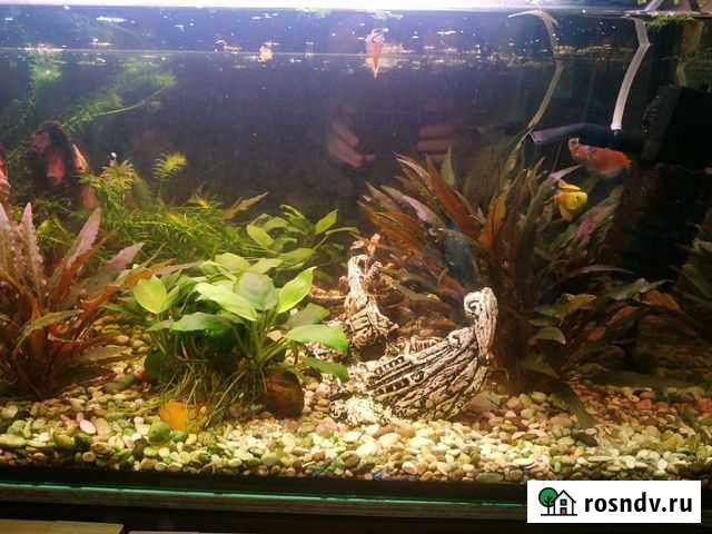 Растения для аквариума Сертолово - изображение 1