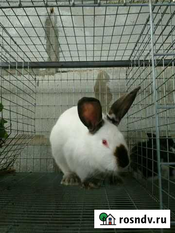 Калифорнийские кролики Чусовой - изображение 1