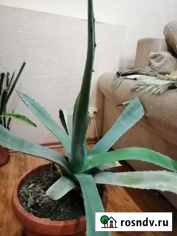 Цветок агава Новокубанск - изображение 1