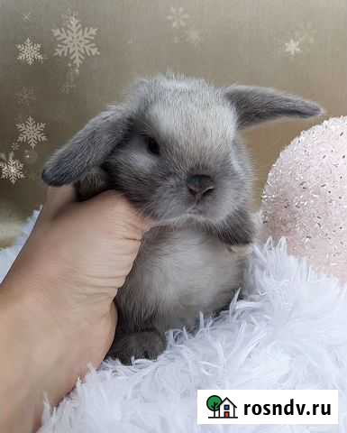 Карликовые крольчата к нг Ростов-на-Дону - изображение 1