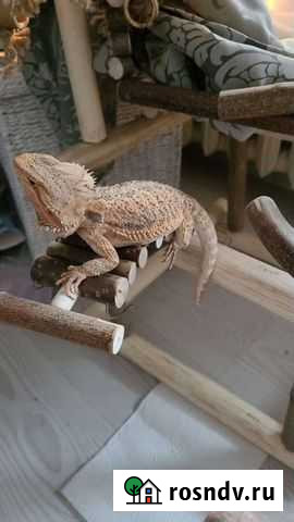 Бородатая Агама с терариумом Москва - изображение 1