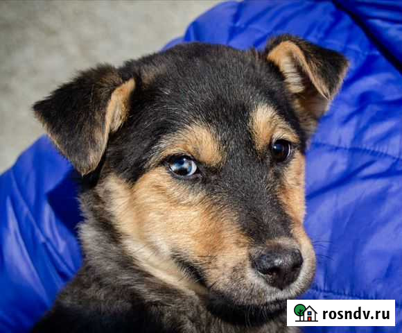 Псекупс - радужный глаз и Лена 6 месяцев Краснодар - изображение 1