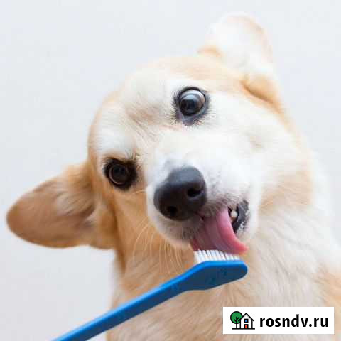 Стрижка и Ультразвуковая чистка зубов собакам Мурманск - изображение 1