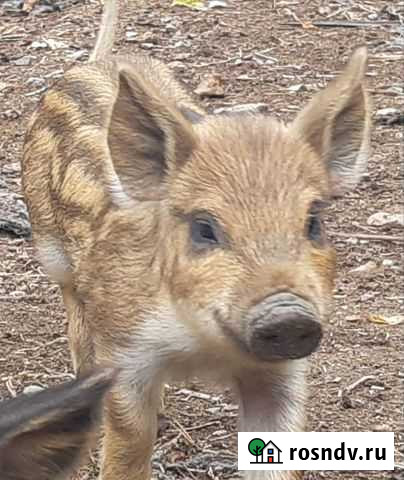 Мангалица Пермь - изображение 1