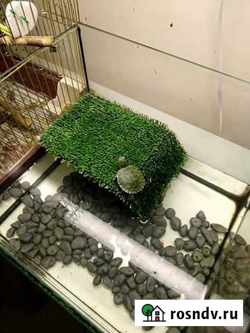 Продаю маленьких черепах Набережные Челны - изображение 1