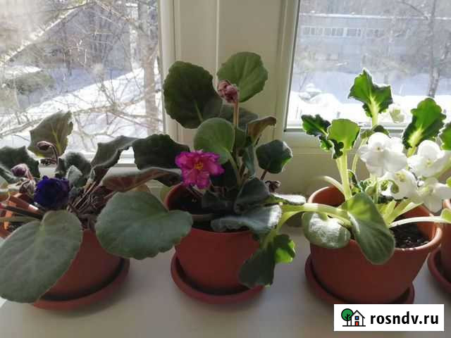 Фиалка молодая Ульяновск - изображение 1