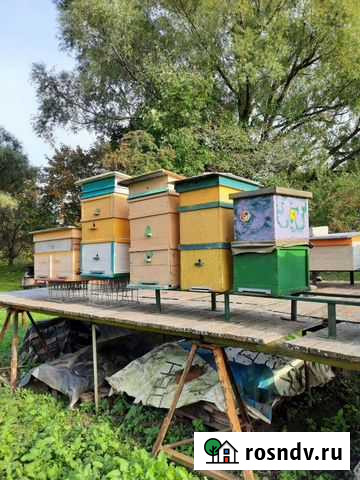 Улей для пчел Черняховск - изображение 1