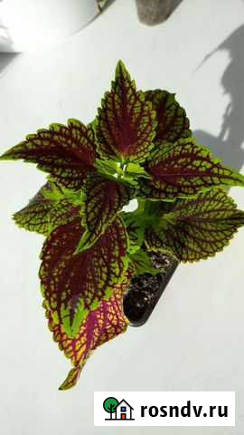 Колеусы цветы Уфа - изображение 1