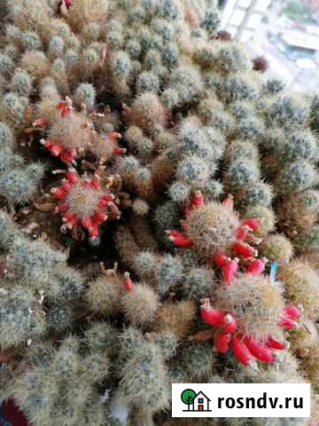 Кактус маммилярия Тула - изображение 1