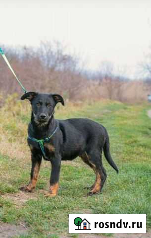 Щенки бесплатно Краснодар - изображение 1