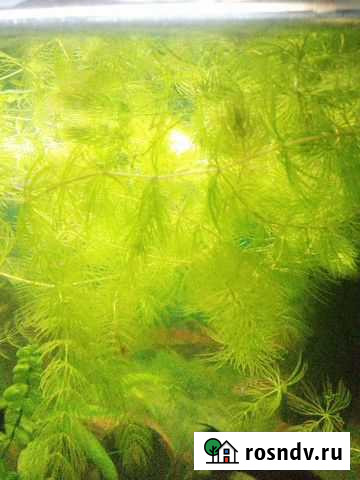 Отдам роголистник Домодедово - изображение 1