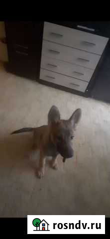 Собаки бесплатно в добрые руки Саратов - изображение 1