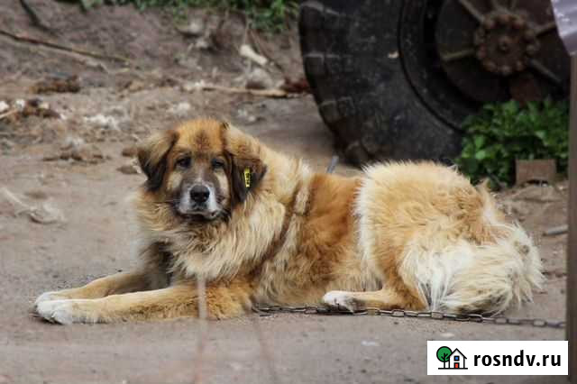 Михалыч Калининград - изображение 1