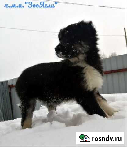 Красивые медвежата на охрану Нижнекамск - изображение 1