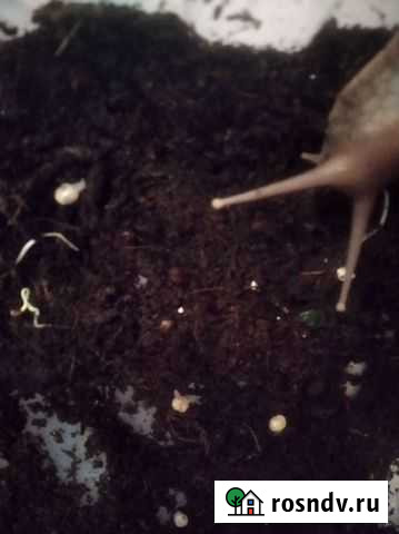 Улитки ахатины бесплатно Нижний Новгород - изображение 1