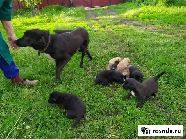 Отдам в добрые руки Грицовский - изображение 1