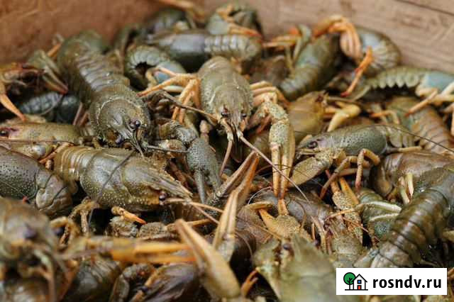 Живые раки Пугачев - изображение 1