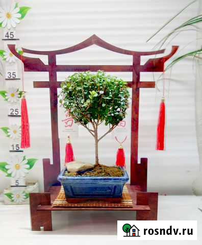 Бонсай VR - Врата Тори Челябинск - изображение 1