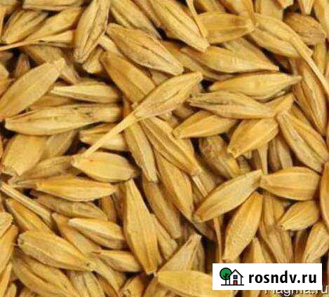 Ячмень Новая Майна - изображение 1