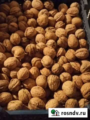 Орех Шахты - изображение 1