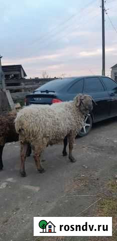 Курдючная ярка вес 70кг Арзамас - изображение 1