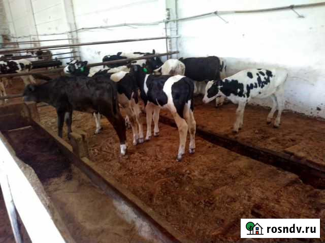 Телята бычки мясной породы Усмань - изображение 1