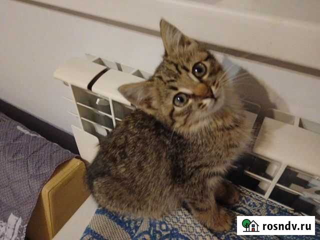 Отдается в добрые ручки Коломна - изображение 1