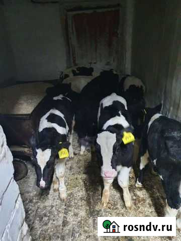 Телята бычки Волгоград - изображение 1