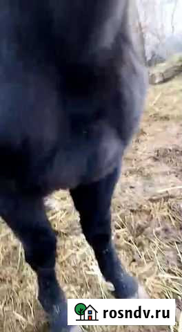 Жеребчик Черкесск - изображение 1