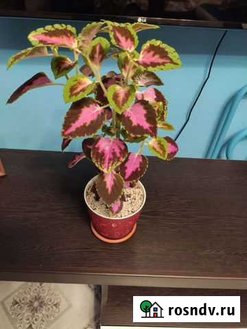 Колеус в горшке, 40 см растение Воронеж - изображение 1