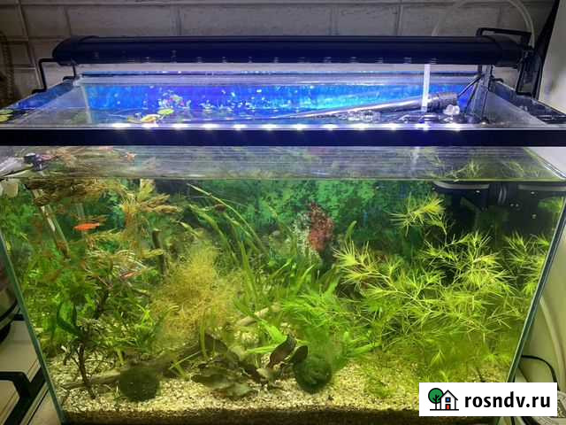 Улитки ампулярии Аксай - изображение 1