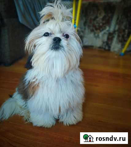 Ши-тцу красавица Москва - изображение 1