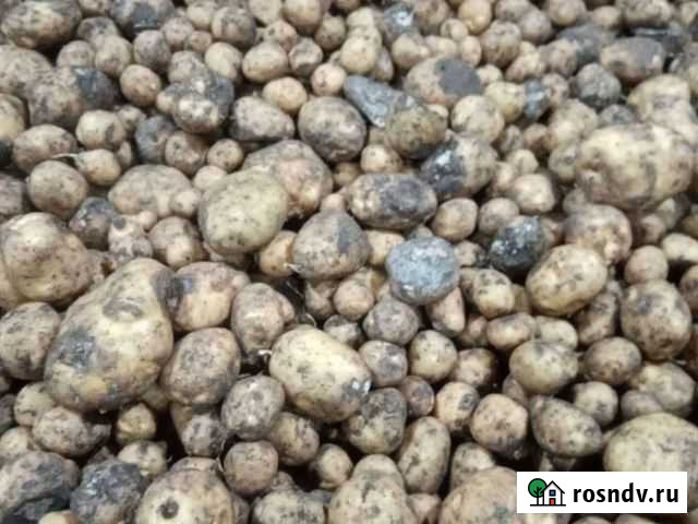 Картофель на корм животным Каргаполье - изображение 1