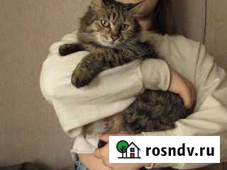 Кошка Краснодар - изображение 1