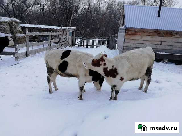 Тёлка стельная Алейск - изображение 1