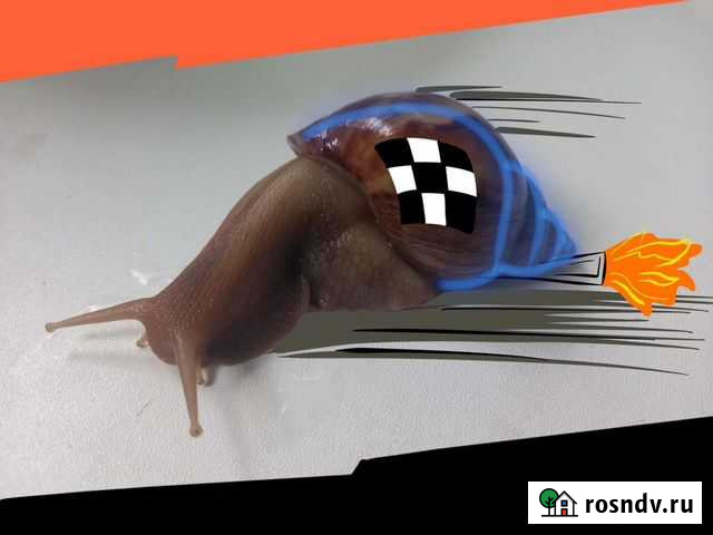 Turbo Улитки ахатины Екатеринбург - изображение 1