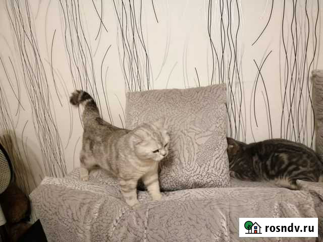 Кот на вязку Иваново - изображение 1