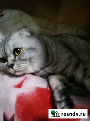 Кот на вязку Оренбург - изображение 1