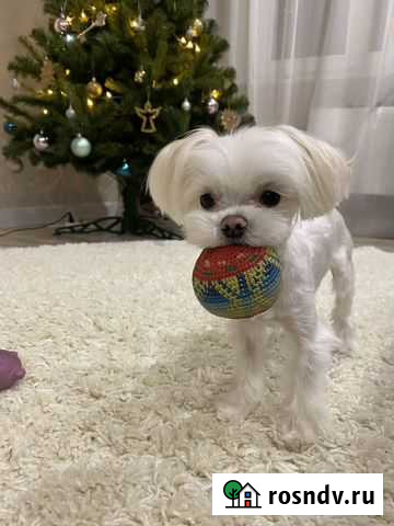 Вязка мальтезе мини Тюмень - изображение 1