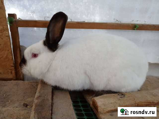 Кролики Искитим - изображение 1