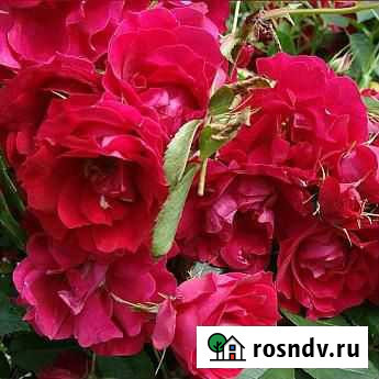 Саженцы роза канадская аделаида худлесс Челябинск - изображение 1