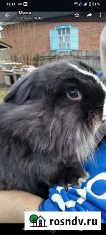 Продам кроля Апшеронск - изображение 1