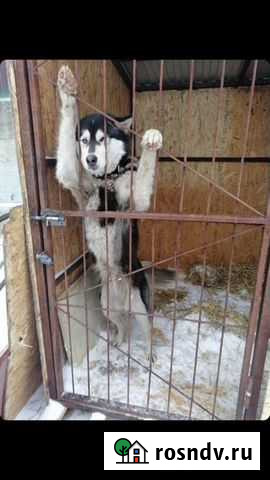 Маламут в добрые ответственные руки Чебоксары - изображение 1