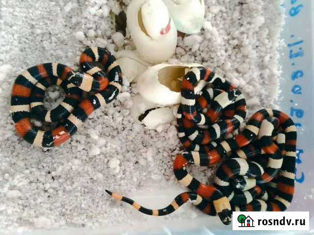 Молочная змея кембела Екатеринбург - изображение 1