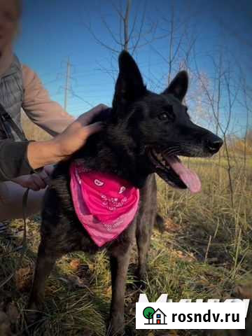 Небольшая собачка из приюта Москва - изображение 1