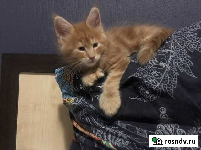 Котята мейн-кун полидакт Санкт-Петербург - изображение 1