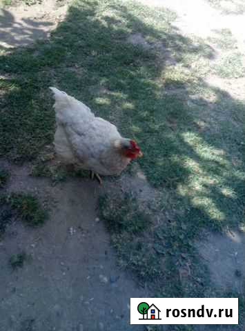 Домашние куры Терская - изображение 1