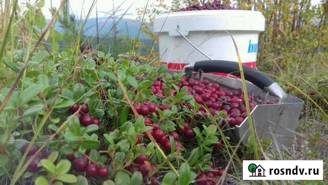 Брусника Улан-Удэ - изображение 1