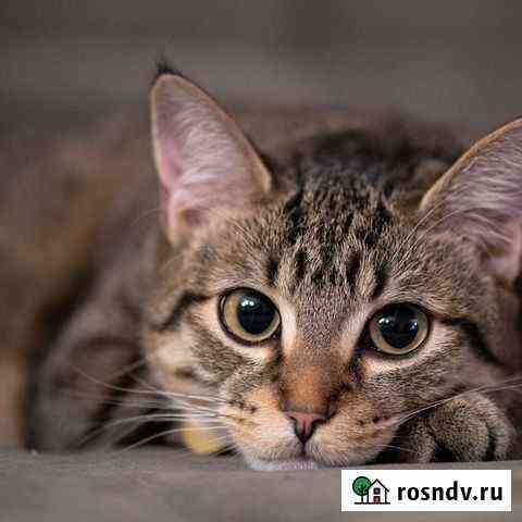 Котенок мальчик в добрые руки Сочи